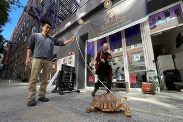 prime-produce-tortoise Community Centers Hells Kitchen