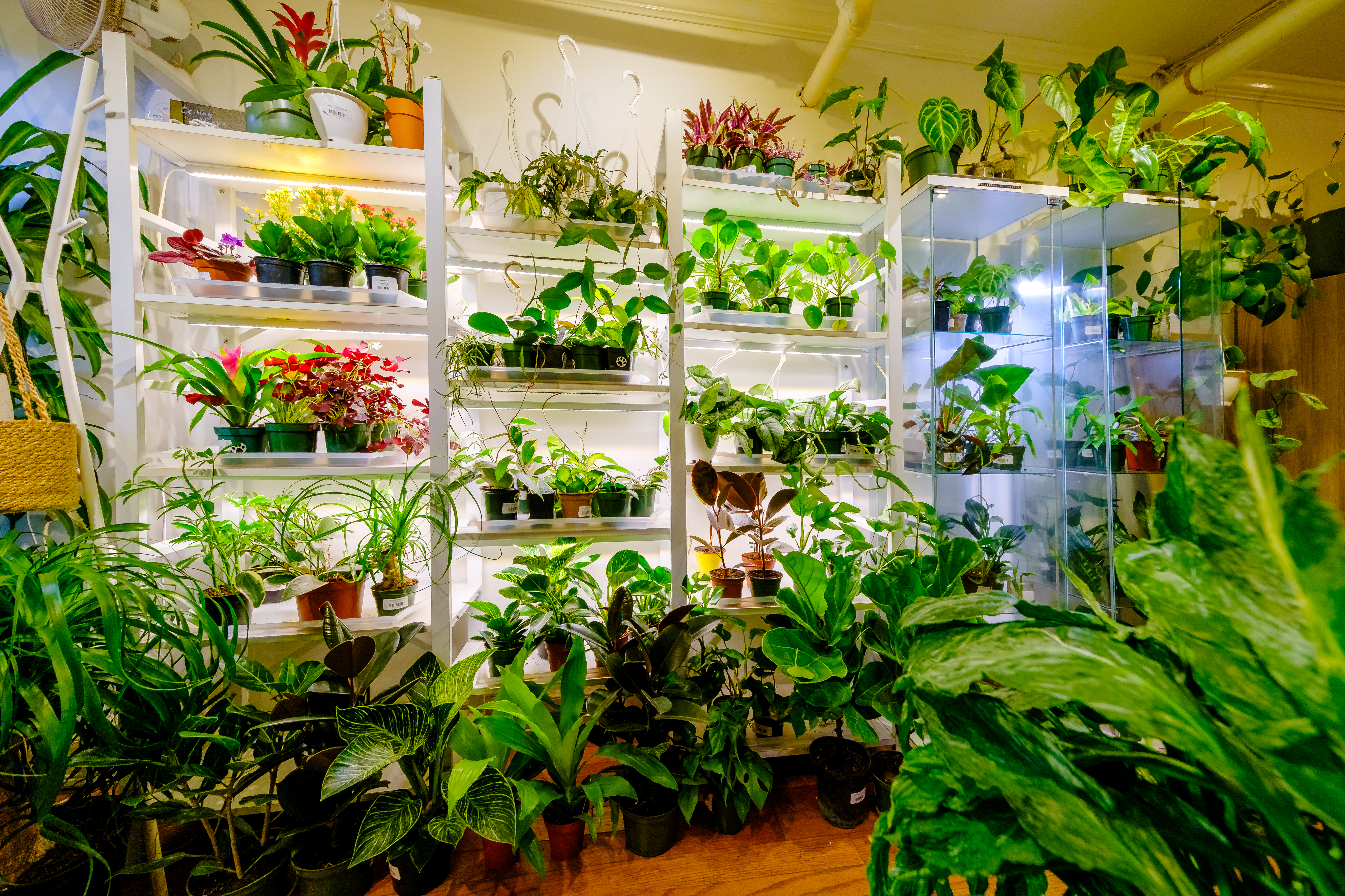 A Breath of Fresh Air: How a Young Couple Built an Urban Oasis in NYC