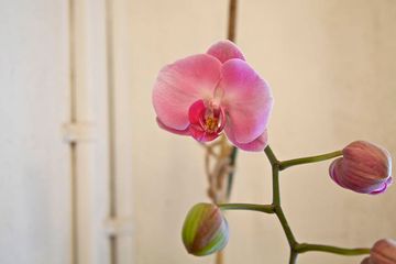 Matcha Cafe Wabi 14 Tea Shops Cafes Gluten Free East Village Alphabet City Loisaida