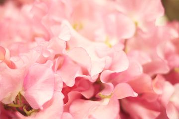 Flowers by Special Arrangement 13 Florists Midtown West