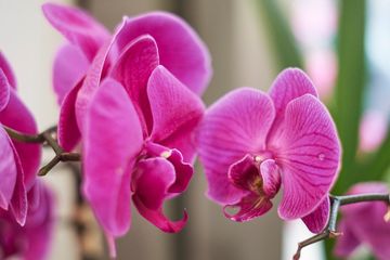 Flowers by Special Arrangement 15 Florists Midtown West