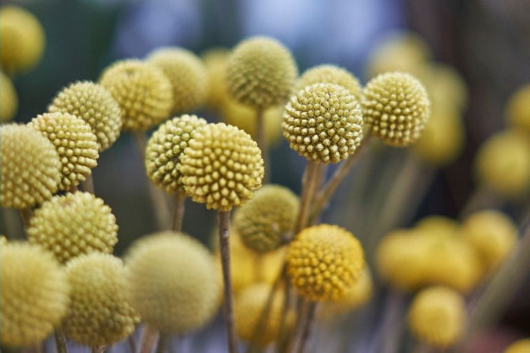 Flowers by Special Arrangement 1 Florists Midtown West