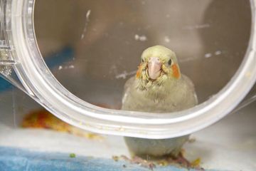 Animal Medical Center 12 Veterinarians Upper East Side Uptown East