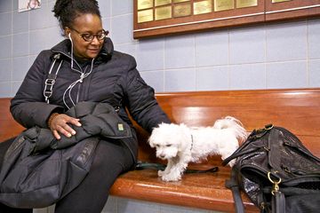 Animal Medical Center 15 Veterinarians Upper East Side Uptown East