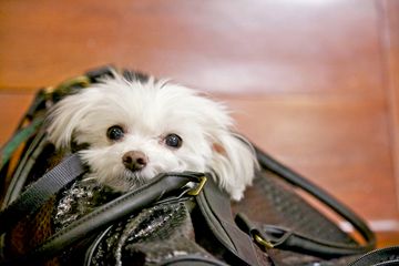 Animal Medical Center 16 Veterinarians Upper East Side Uptown East