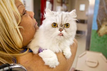 Animal Medical Center 17 Veterinarians Upper East Side Uptown East