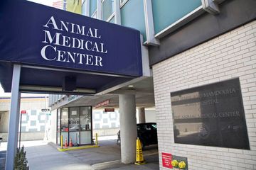 Animal Medical Center 2 Veterinarians Upper East Side Uptown East