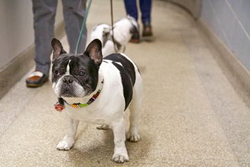 Animal Medical Center 5 Veterinarians Upper East Side Uptown East