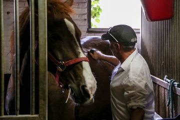 Clinton Park Stables 5 Stables Hells Kitchen Midtown West