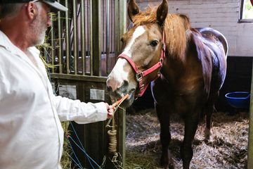 Clinton Park Stables 7 Stables Hells Kitchen Midtown West