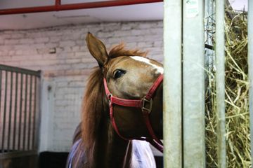 Clinton Park Stables 8 Stables Hells Kitchen Midtown West