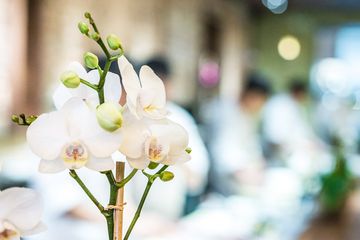 O Ya 3 Japanese Nomad Rose Hill Murray Hill