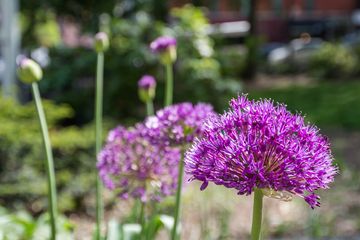 Asphalt Green 1 Playgrounds Recreational Courts Pools Fitness Centers and Gyms Swimming For Kids undefined