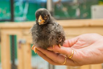 The Art Farm in the City 20 Event Spaces Childrens Classes For Kids Upper East Side Yorkville