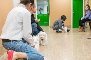 Amanda Gagnon Dog Training Inc. 10 Doggy Daycares Pet Training Upper West Side