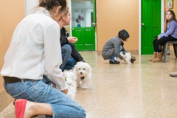Amanda Gagnon Dog Training Inc. 10 Pet Training Doggy Daycares Upper West Side