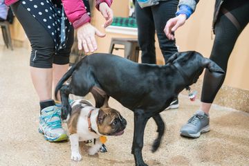 Amanda Gagnon Dog Training Inc. 11 Pet Training Doggy Daycares Upper West Side