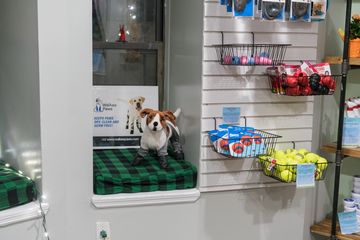 Amanda Gagnon Dog Training Inc. 15 Pet Training Doggy Daycares Upper West Side