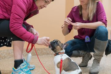 Amanda Gagnon Dog Training Inc. 1 Pet Training Doggy Daycares undefined