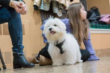 Amanda Gagnon Dog Training Inc. 4 Pet Training Doggy Daycares Upper West Side