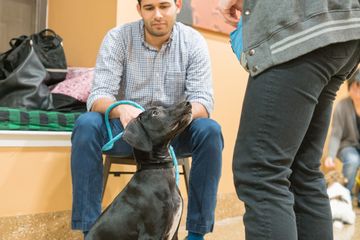 Amanda Gagnon Dog Training Inc. 7 Doggy Daycares Pet Training Upper West Side