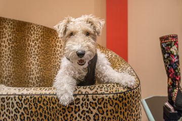 Warren Edwards 7 Women's Shoes Mens Shoes Midtown East Midtown