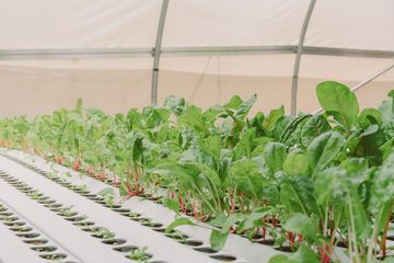 Harlem Grown 18 Gardens Harlem