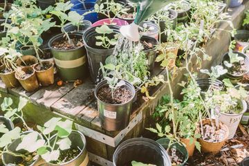 Harlem Grown 4 Gardens Harlem