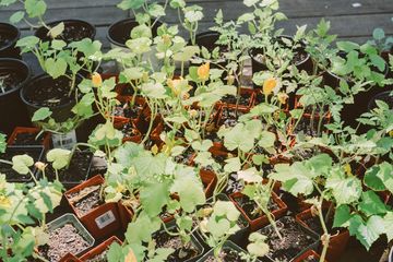 Harlem Grown 5 Gardens Harlem