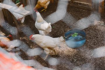 Harlem Grown 6 Gardens Harlem