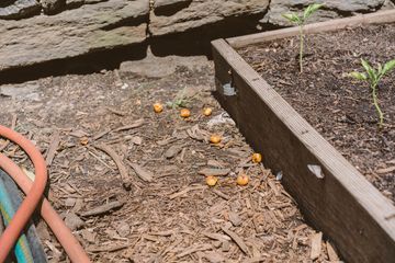 Harlem Grown 7 Gardens Harlem