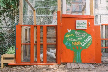 Harlem Grown 8 Gardens Harlem