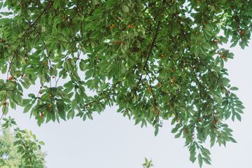 Harlem Grown 15 Gardens Harlem