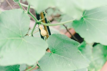 Maggie's Garden 5 Gardens Hamilton Heights Harlem