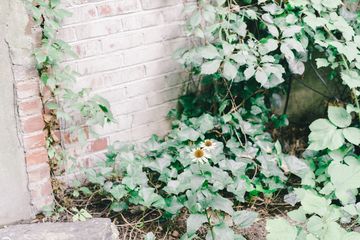 Maggie's Garden 6 Gardens Hamilton Heights Harlem