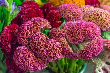 Scott's Flowers 2 Florists Family Owned Tenderloin Garment District Midtown West