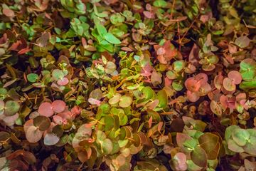 Scott's Flowers 3 Florists Family Owned Tenderloin Garment District Midtown West