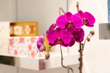 Scott's Flowers 7 Florists Family Owned Tenderloin Garment District Midtown West