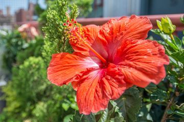 The Roof at Park South Hotel 3 Rooftop Bars Bars Midtown South Nomad Rose Hill