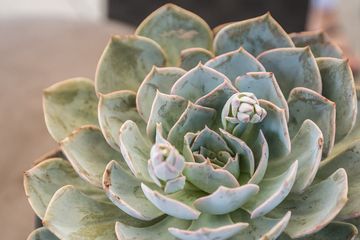 The Roof at Park South Hotel 4 Rooftop Bars Bars Midtown South Nomad Rose Hill