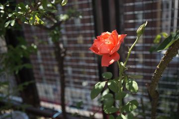 Sutton Place Synagogue 3 Synagogues Turtle Bay Midtown East Midtown