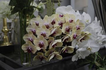 Floralies Inc. 12 Florists Harlem