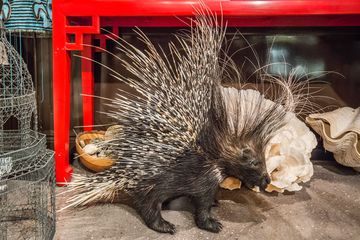 Creel and Gow 5 Gift Shops Lenox Hill