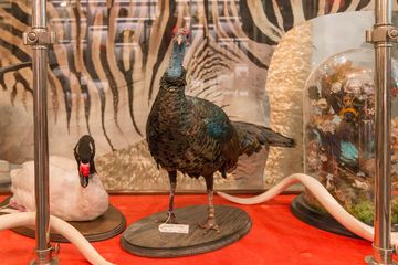 Creel and Gow 11 Gift Shops Lenox Hill