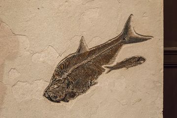 Creel and Gow 14 Gift Shops Lenox Hill