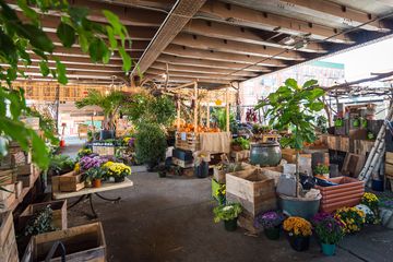 Urban Garden Center 9 Florists Landscape Architects Garden and Floral Supplies Plants Family Owned East Harlem