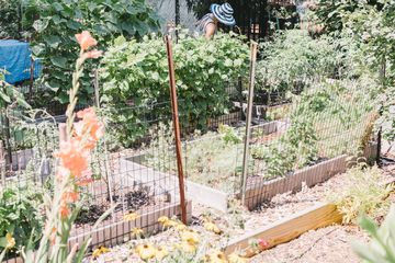 Jenny's Garden   Riverside Valley Community Garden 3 Gardens For Kids Hamilton Heights Harlem