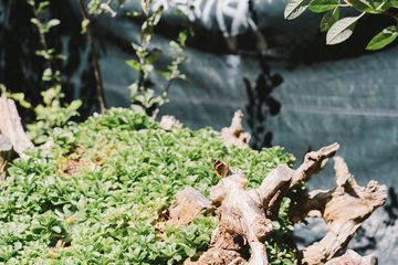 Jenny's Garden   Riverside Valley Community Garden 5 Gardens For Kids Hamilton Heights Harlem