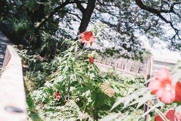 Jenny's Garden   Riverside Valley Community Garden 7 Gardens For Kids Hamilton Heights Harlem
