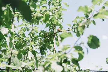 Jenny's Garden   Riverside Valley Community Garden 10 Gardens For Kids Hamilton Heights Harlem